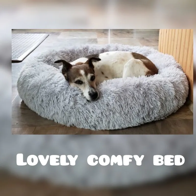 Removable Pet Circle Dog Beds Plush Round Donut Pet Beds Kennel Cusion Puppy Mats Lounger Comfy House Sofa For Medium Large Dogs Detachable LJ201028 From Luo09 Manufacturer 21.83 DHgate.Com