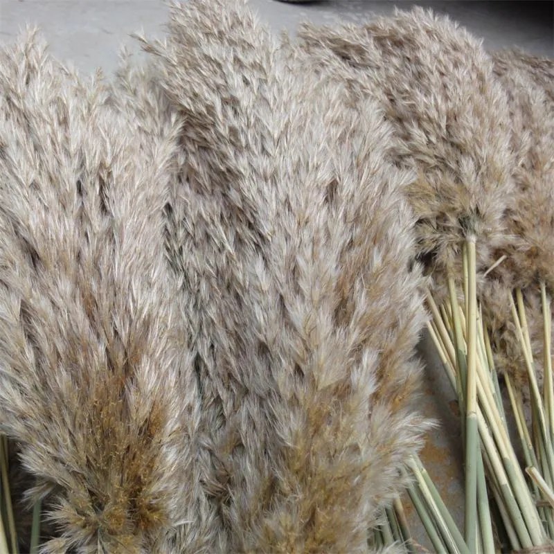 20 Pcs Natural Dried Pampas Grass Phragmites Communis Reed Plants Wedding  Flower Bunch Home Decor Diy