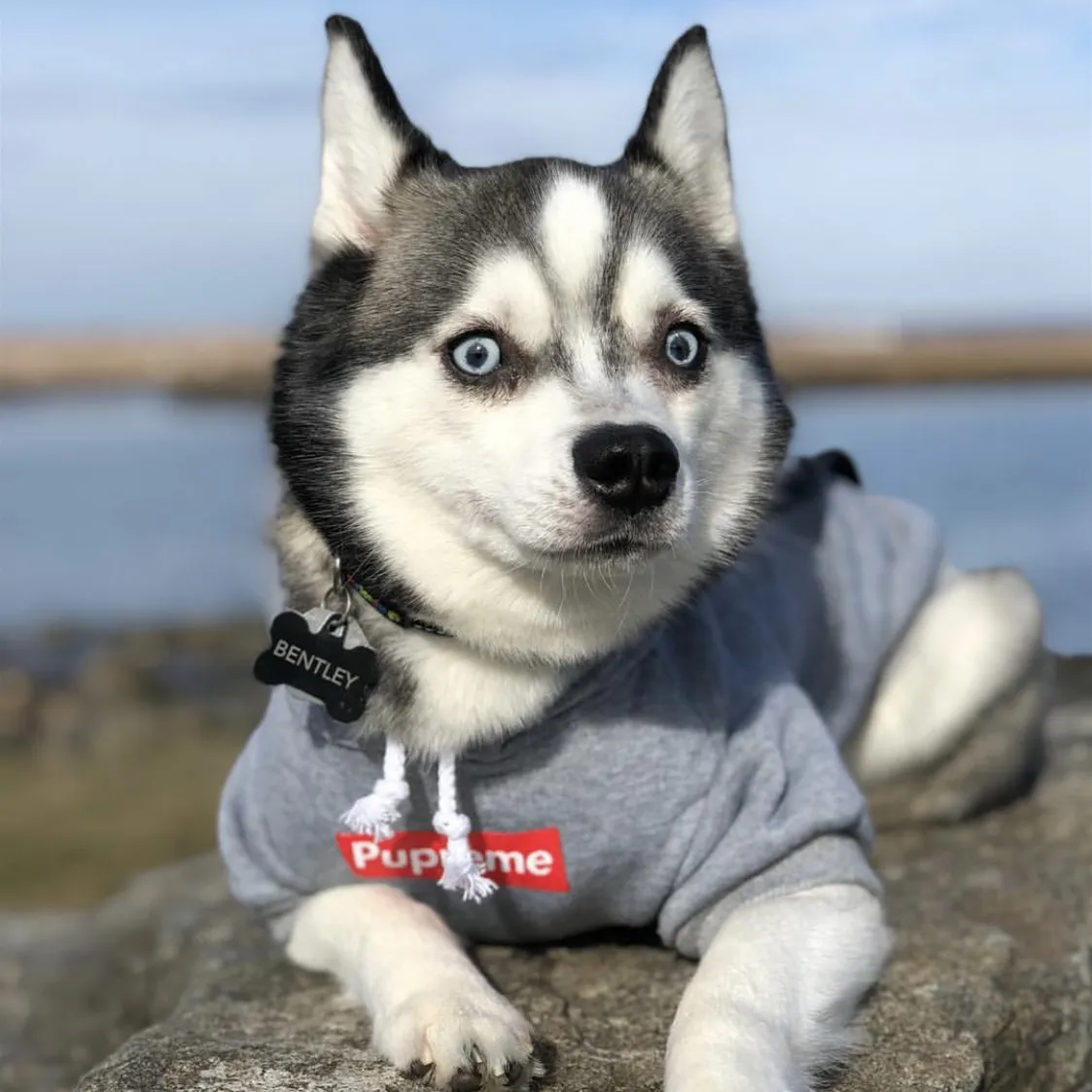 Supreme hoodies sales for dogs