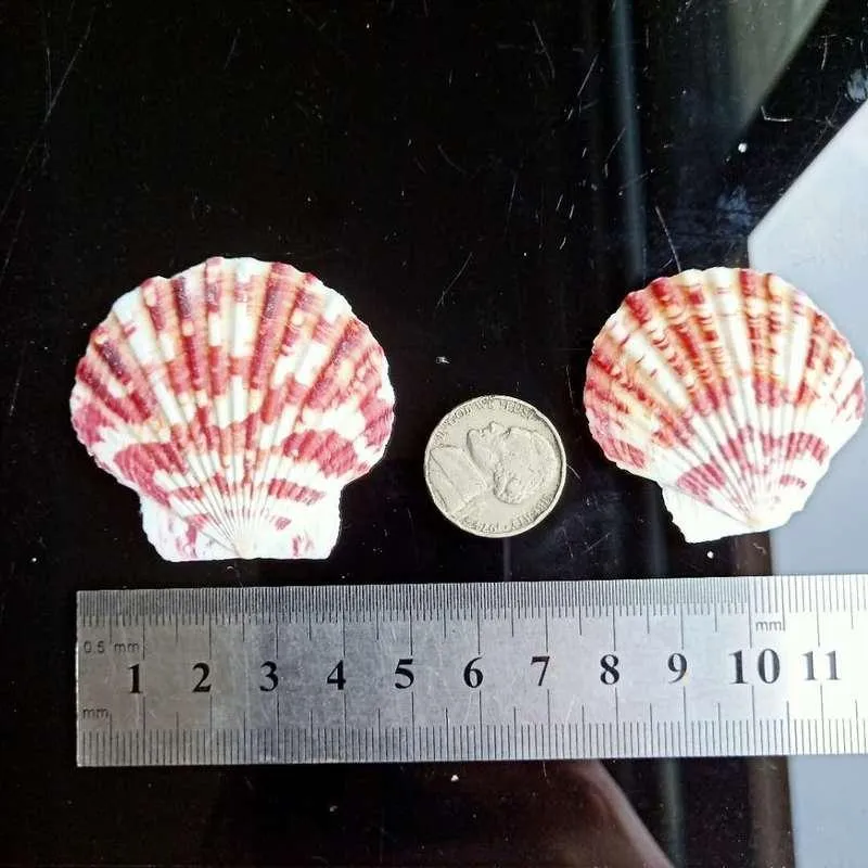  10PCS Large Natural Scallop Shells, 4''-5'' Large