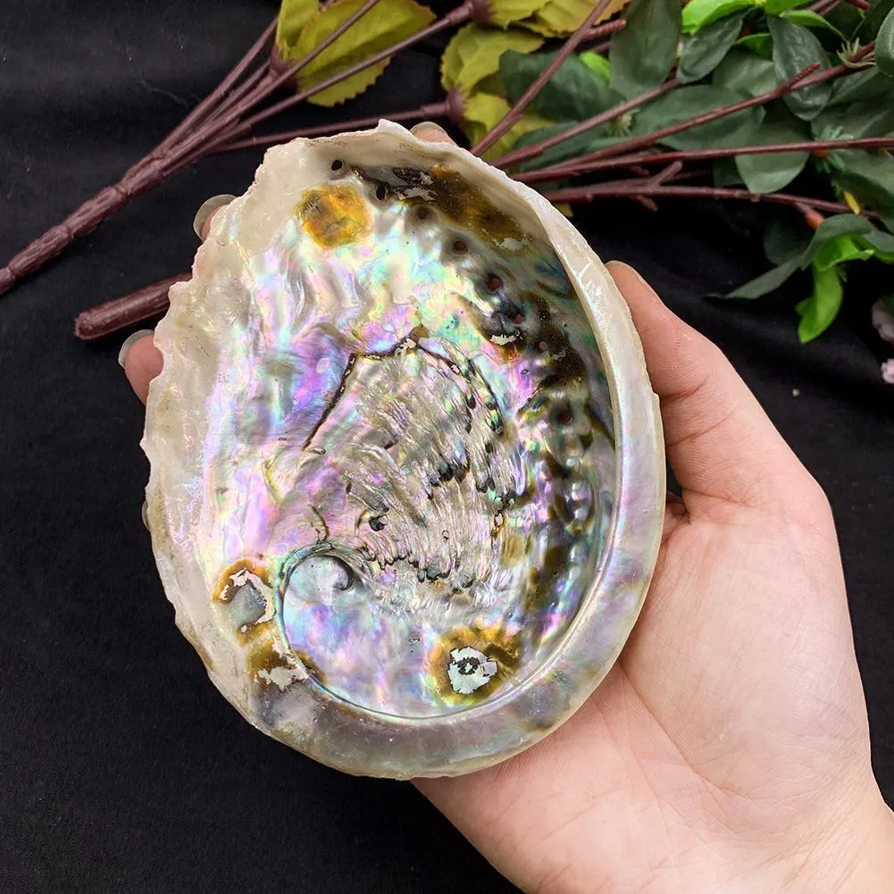 11 12cm Seashells Natural Abalone Shells Ocean Home Decor Diy Nautical Wedding Decoration Soap Holder Shell For Jewelry Making H jllAUL