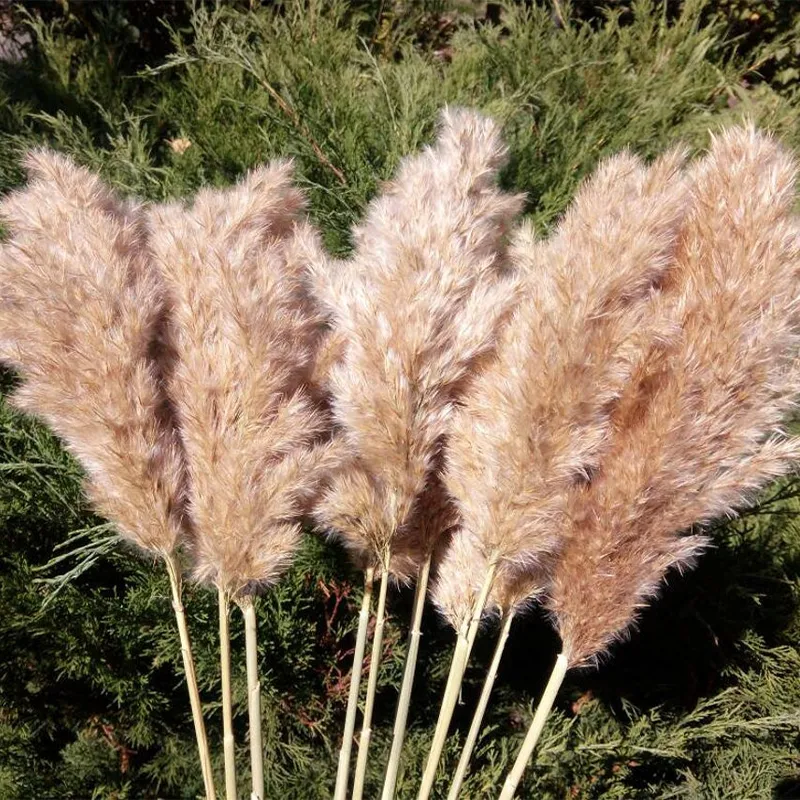 20 Stems Pampas Grass Bouquet Dried Flower Wedding Use Christmas Decor Artificial Flowers Fall Decoration