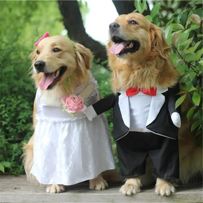 dog wedding dress