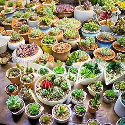 24 Pack Artificial Succulents Miniature Fake Cactus Garden Plants, DIY Home  Floral Decor, Faux Succulents from Dhgate Decorative Flowers & Wreaths -  price 32.95