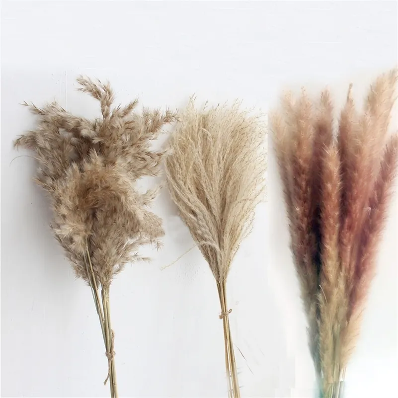 20pcs 원시 색상 3 종류의 식물 팜파스 잔디 phragmitesreedbulrush 꽃 communis 웨딩 꽃 무리 201222