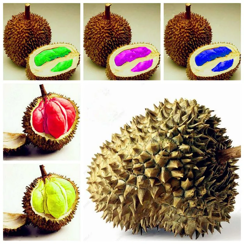 Nueva llegada 20 unids semillas delicioso durian rey de árboles frutales tropicales Bonsai Bonsai Árbol gigante Bonsai Árbol gigante La tasa de germinación 95% Todo para una residencia de verano