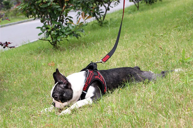 dog harness (10)