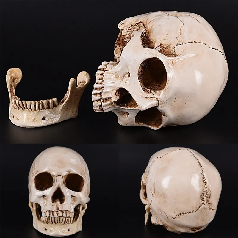 Human Skull Replica – Life Size 3D Printed Bone White | Gothic Décor - UK - View #8
