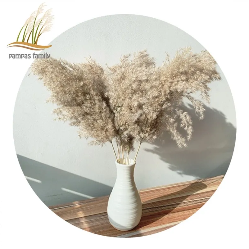 décor d'herbe de pampa fleurs séchées grande taille phragmites naturels grand 19-22 bouquet de fleurs de mariage pour la fête à la maison décor de Noël Y200903