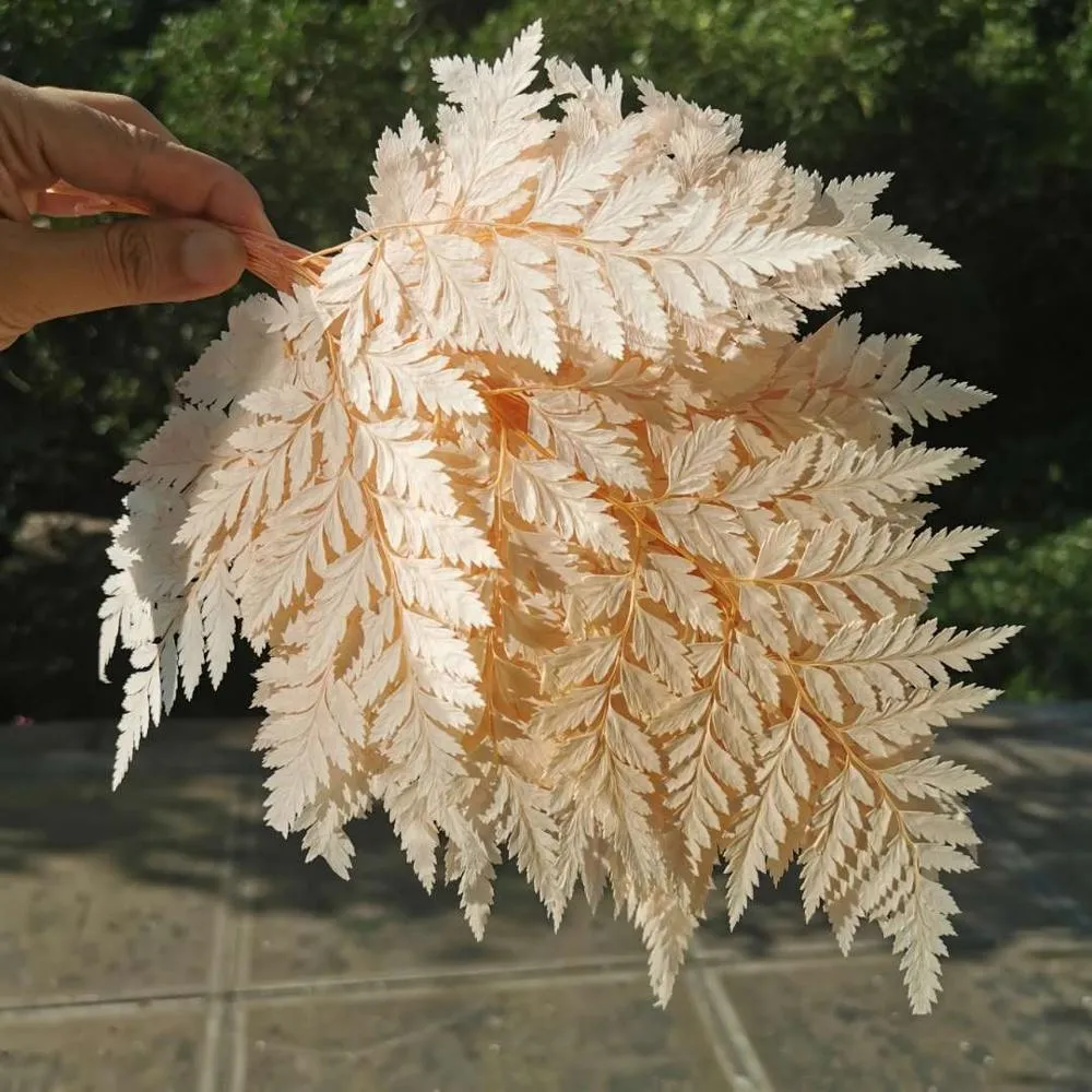 10pcs, 자연 신선한 신선한 소형 / 중간 크기 Fiddlehead Ferns, 영원한 꽃 웨딩 홈 장식 액세서리 Y1128에 대한 잎