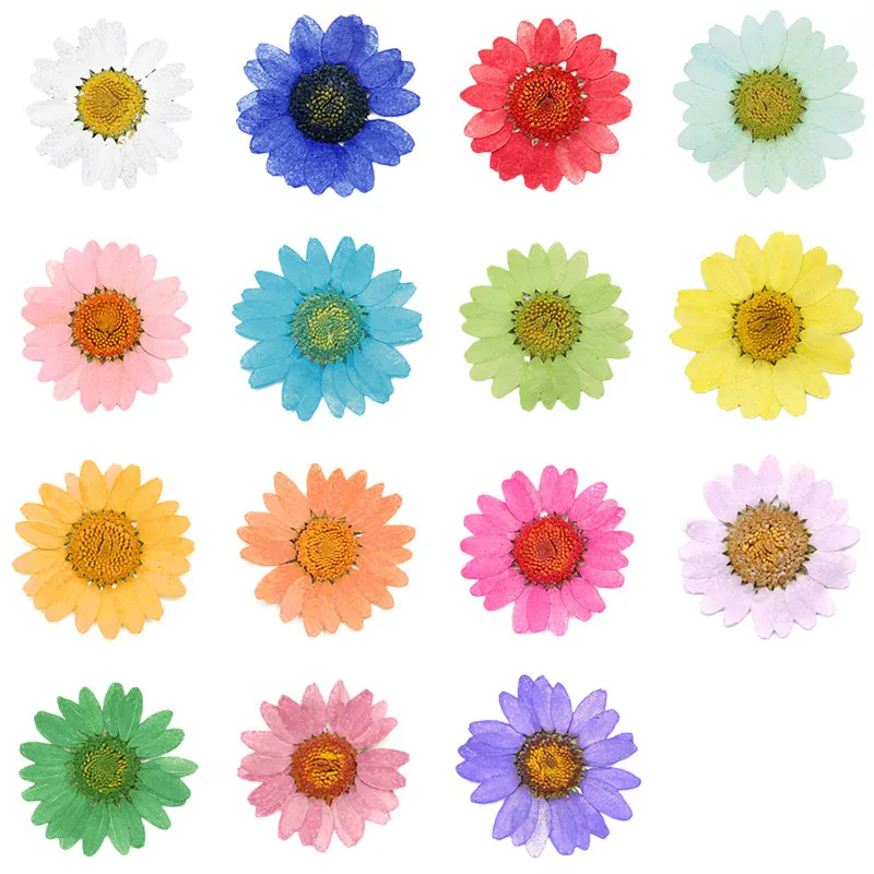 120pcs Pressed Press Dried Daisy Dry Flower Plants For Epoxy Resin Pendant Necklace Jewelry Making Craft DIY Accessories Q1126