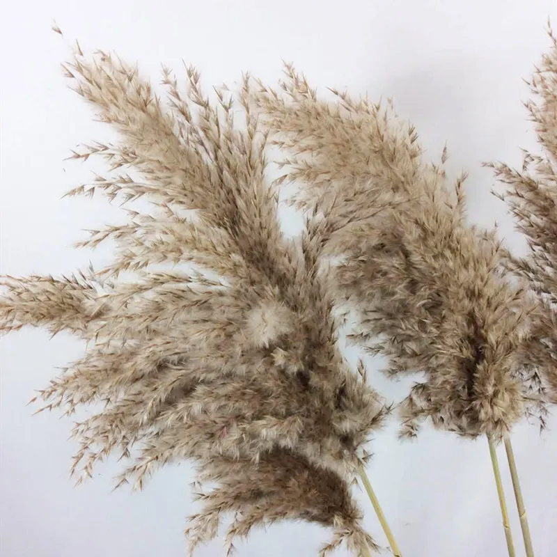 Natural-Dried-Pampas-Grass-Phragmites-Communis-for-Wedding-Artificial-Flower-Bunch-Home-Decor-DIY-Craft-dry (4)