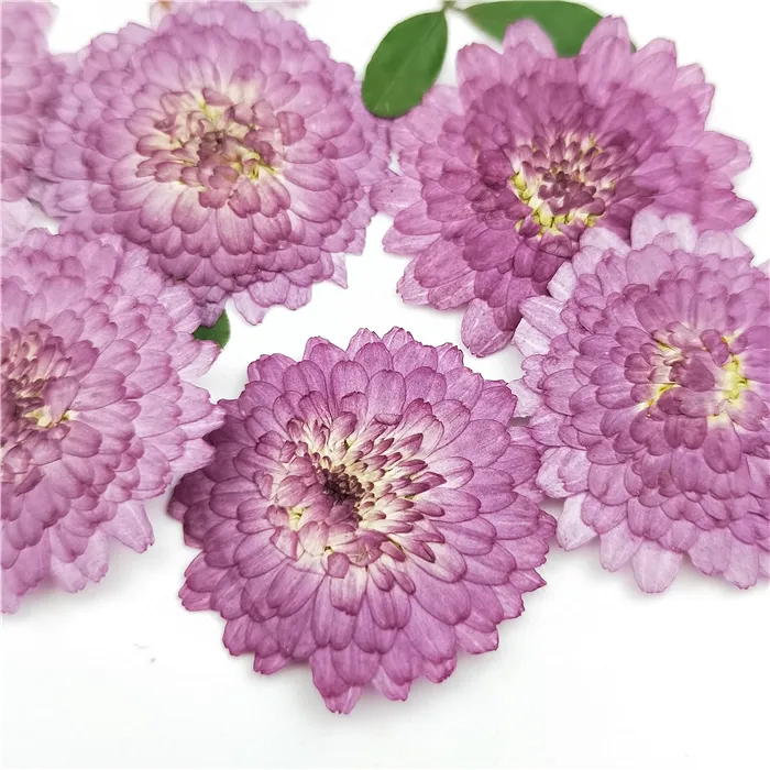 100 SZTUK, Natural Pressed Purple Daisy Kwiaty, Prawdziwy Kwiat DIY Zaproszenie ślubne Sztuka Craft Bookmark Prezent Card, Pachnący Wystrój świecy 201222