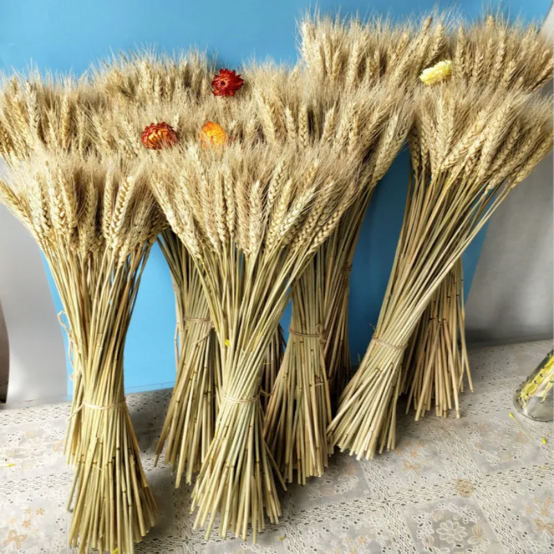 Real Wheat Ear Flower Decoration Natural Pampas Rabbit Tail Grass Dried Flowers For Wedding Party DIY Craft Scrapbook Bouquet 201222