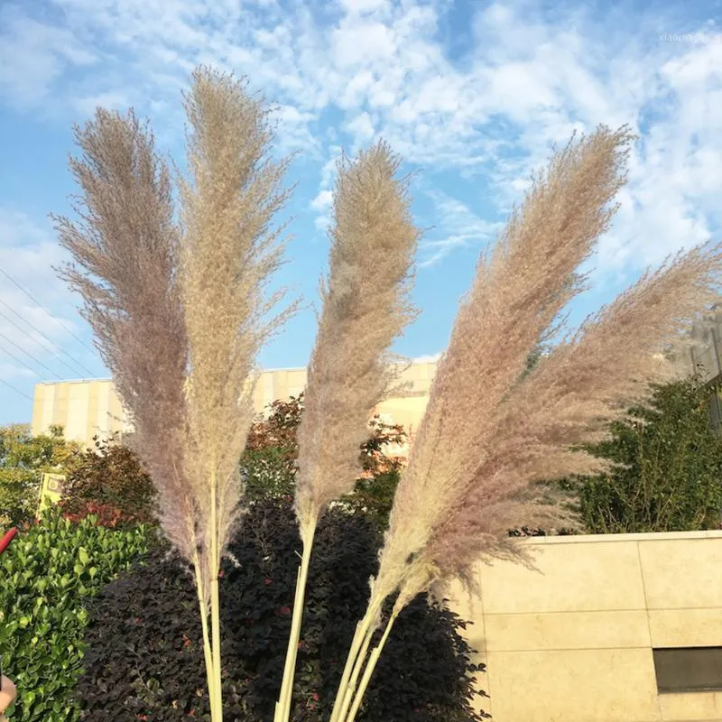 20 قطعة / الوحدة اللون النباتات المجففة pampas العشب الطبيعي phragmites communic الديكور للمنزل الزفاف زهرة حفنة 56-60 سنتيمتر تول 1