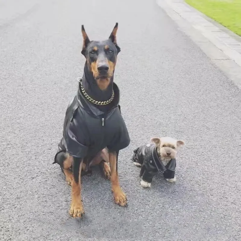 Doberman sales pinscher jackets
