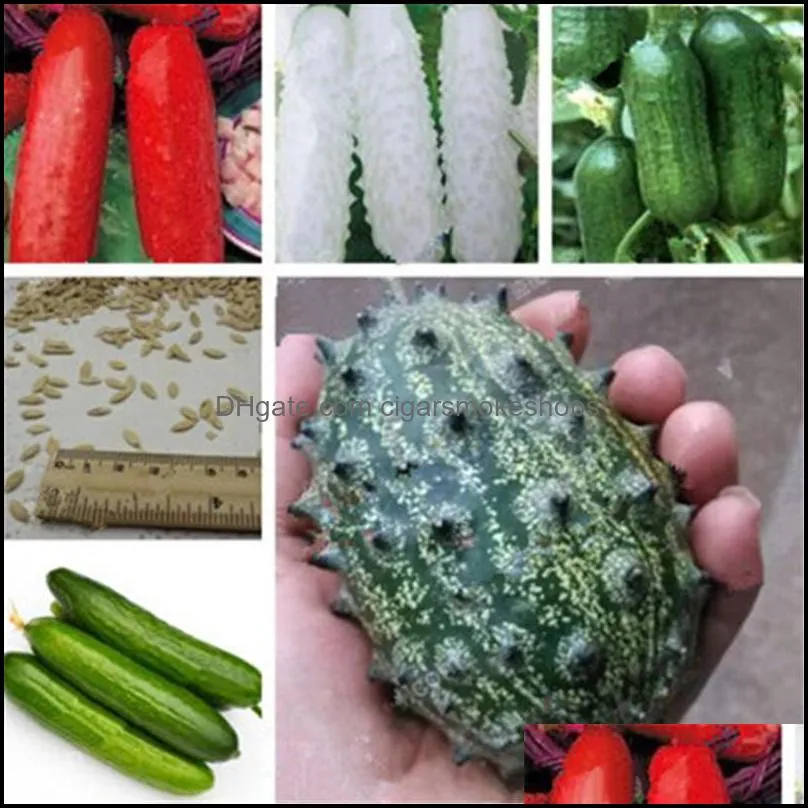 Big Promotion!! 100Pcs Seeds Mini Cucumber Bonsai Rare Non-GMO Delicious Cucumber Fruit & Vegetable Plant for Home Garden Planting
