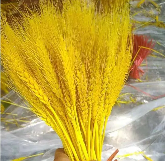 Spighe Di Grano Decorative Naturali - 100 Gambi Dorati Per Decorazioni Casa E Matrimoni