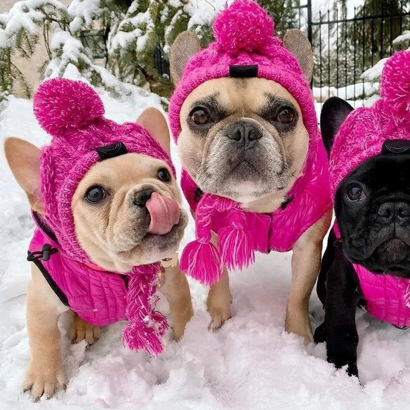 ドッグアパレル誕生日クリスマスプレゼントヘルメット冬の暖かい防風ニットペット帽子猫のアクセサリー小さい中犬
