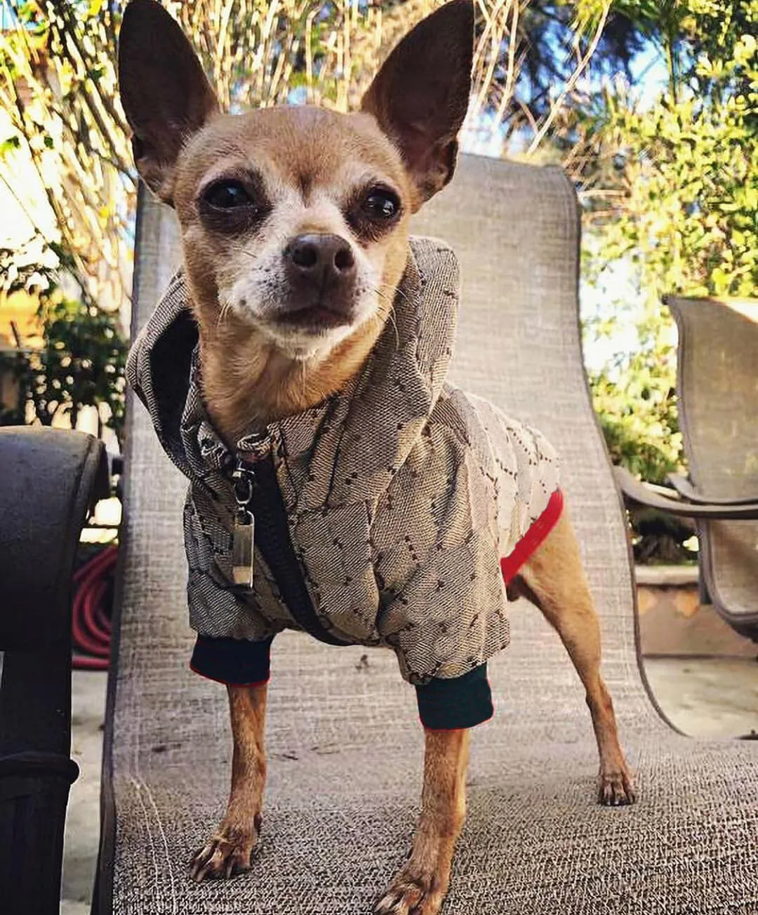 Veste de chien de luxe v tements d hiver pour petits chiens bouledogue fran ais manteau mode Husky Chihuahua Costume animaux v tements Drop T204460299