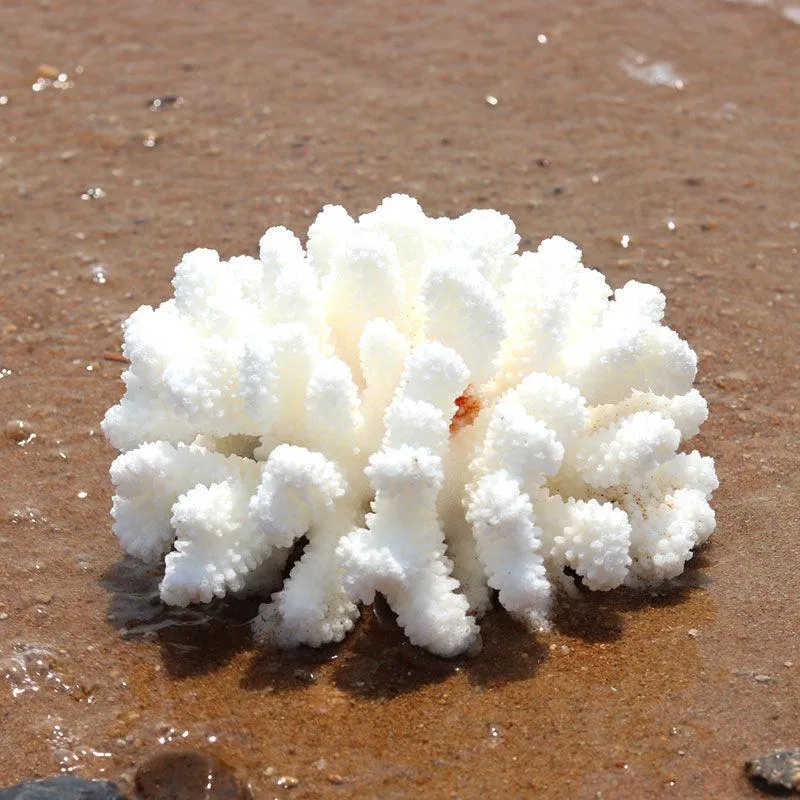 Предметы новизны Натуральный белый коралловый оболочкой Conch Reef Coney Aquarium ландшафтный дизайн дома меблировка