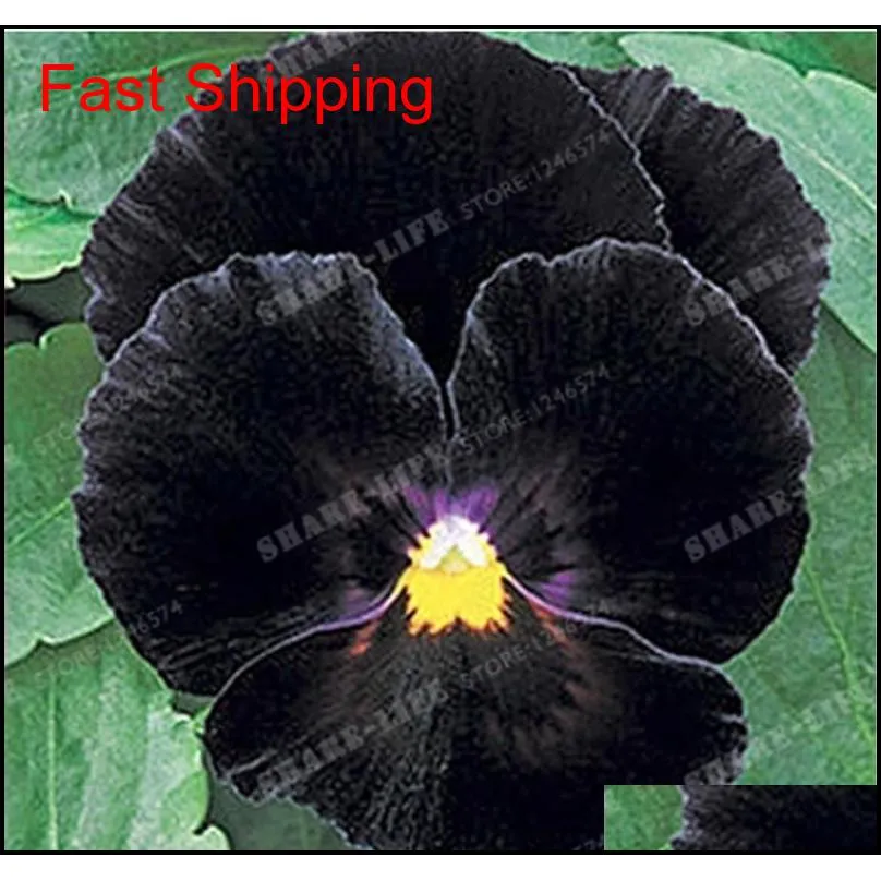 time-limit !! 100 pcs beautiful pansy seeds mix color wavy viola tricolor flower bonsai potted diy home & garden shipping