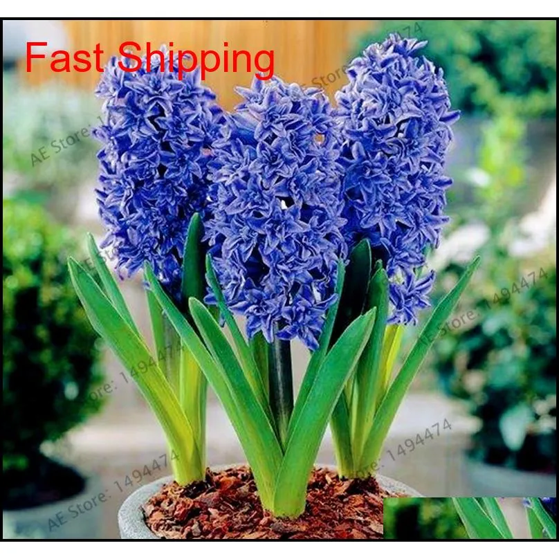100 pcs/bag hyacinth seeds perennial rare beautiful flower seeds (not hyacinth bulb) holland hydroponic flower for home and garden
