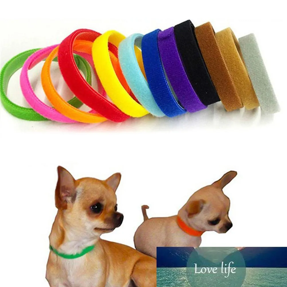 12pcs / definir cão de estimação gato gato gola ajustável id pet id colarinho marca pescoço para cães gatos filhote de cachorro Acessórios para animais de estimação