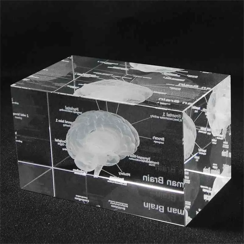 3D Human Anatomical Model Paperweight Laser Etched Brain Crystal Glass Cube Anatomy Mind Neurology Thinking Science Gift 210811