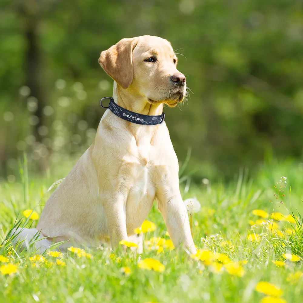 Collare Per Cani E Gatti In Nylon Personalizzato Con Targhetta - Foto 2