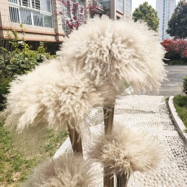 Gedroogde bloem 50 stks / partij groothandel phrag mites natuurlijke gedroogde decoratieve pampas gras voor thuis bruiloft decoratie bloem bos 56-60cm