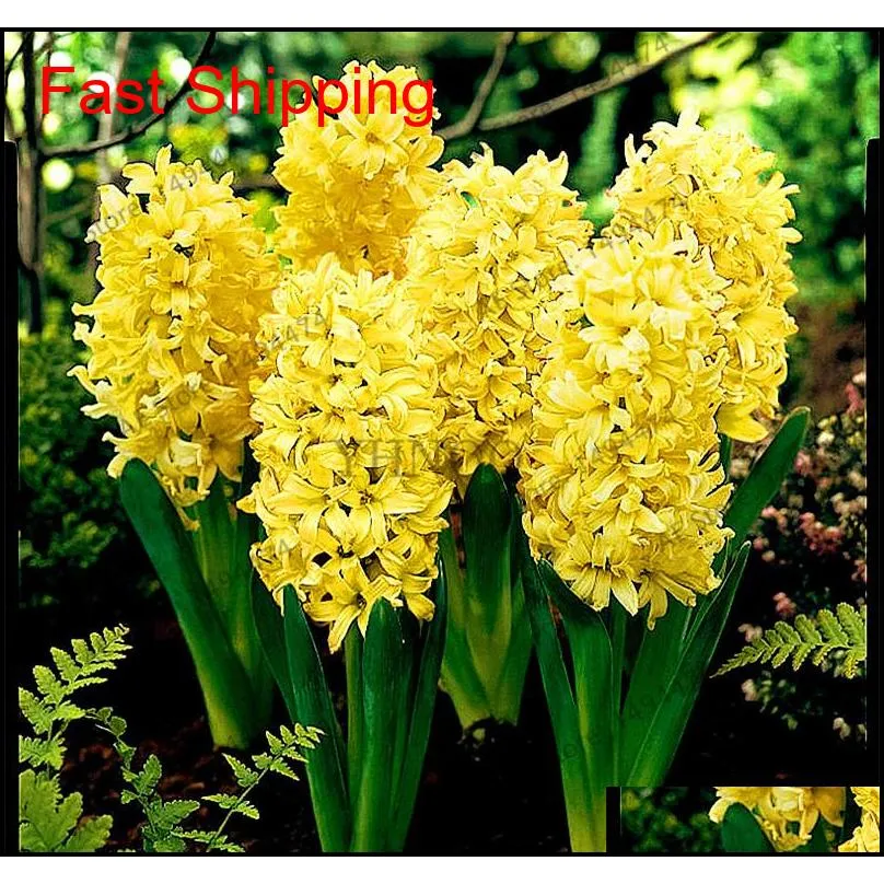 100 pcs/bag hyacinth seeds perennial rare beautiful flower seeds (not hyacinth bulb) holland hydroponic flower for home and garden