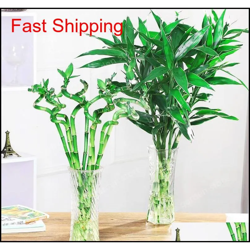 Lucky Bamboo Plants Bonsai Good Luck Plants Vitality Tenacious Balcony Living Room Houseplants