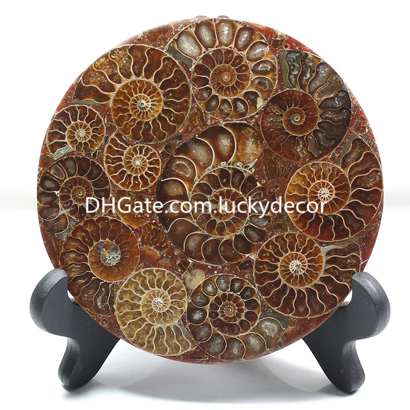 5 pièces vente coquille d'ammonite naturelle fossile Quartz cristal disque Madagascar conque fossile pierre précieuse disque spécimen guérison crâne Reiki sans support