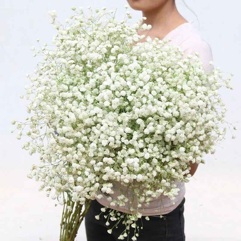 Baby's Breath, Gypsophila Preserved Pink Color, Dried Flowers
