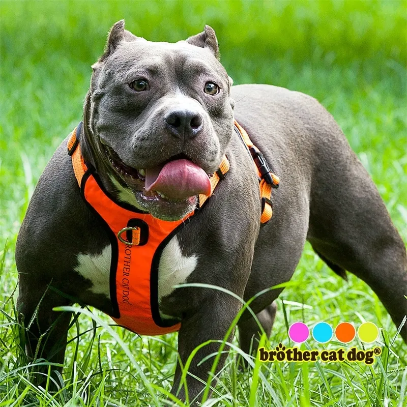 Dog harness online for strong dogs