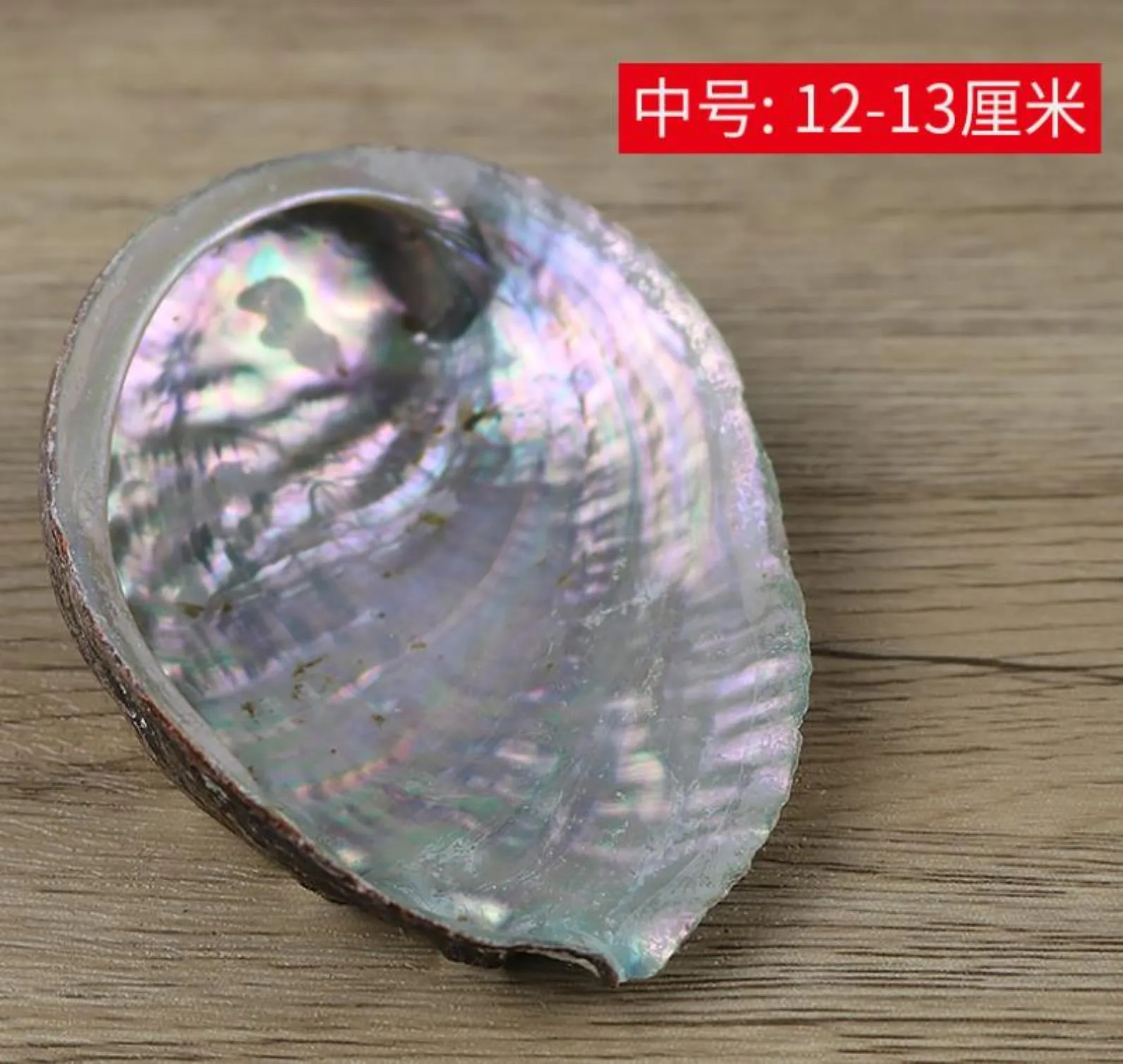 5 Sizes Abalone Shell Nautical Decor Seashell Beach Wedding Shells Ocean Decor Jewelry Diy Shell Soap Dish Aquarium Home Decor H