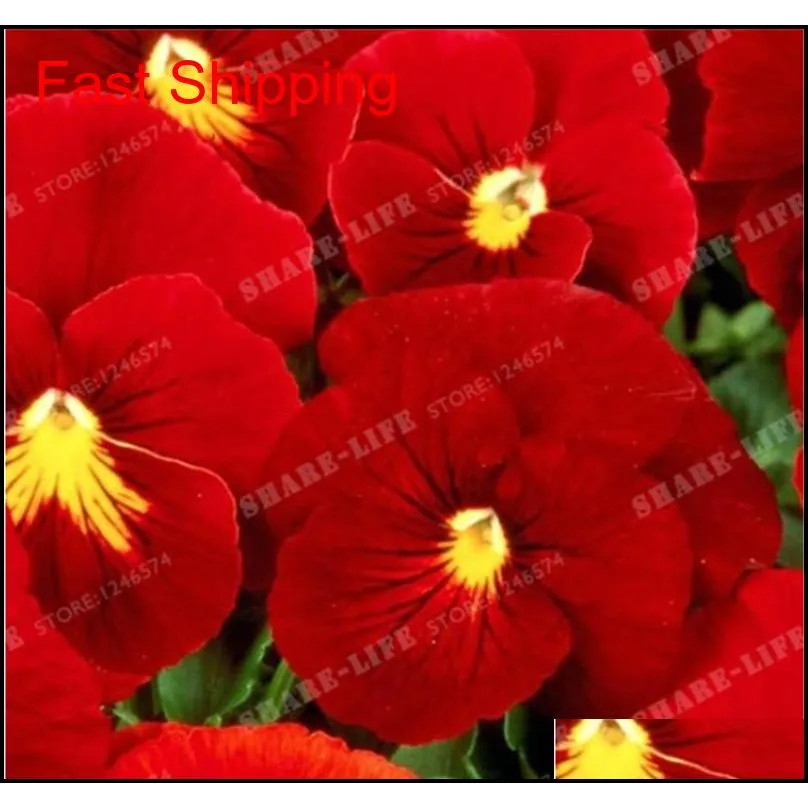 time-limit !! 100 pcs beautiful pansy seeds mix color wavy viola tricolor flower bonsai potted diy home & garden shipping