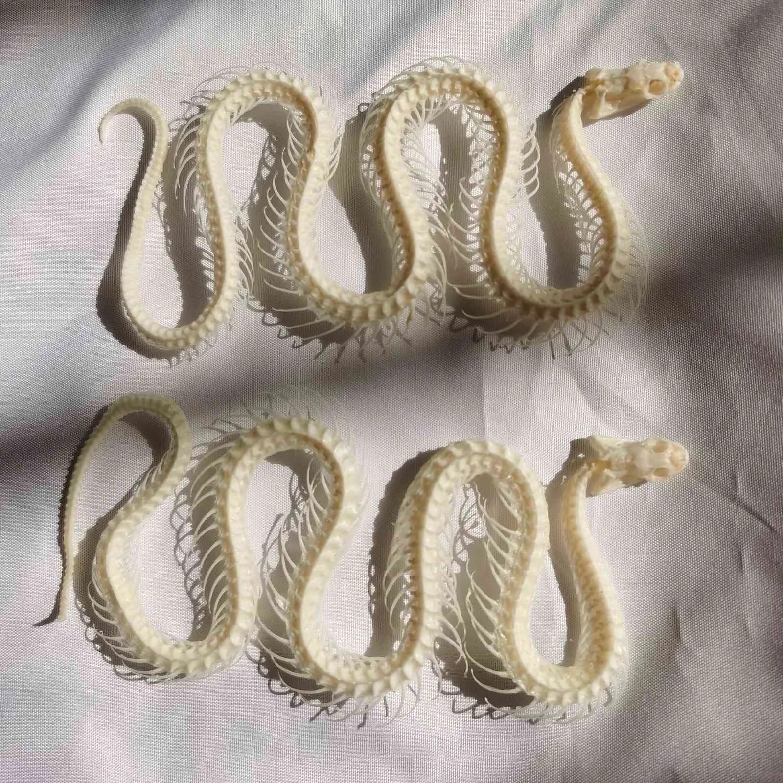 蛇 骨格標本 骨 フィギュア アオダイショウの頭蓋骨 頭骨 骨 骨格標本