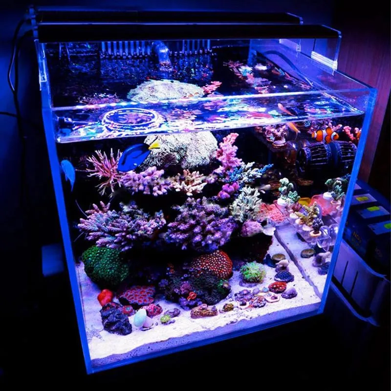 当店別注 水族館照明Nicrew水族館LEDライト110-240Vマリンサンゴの植物海水ランプチヒロス魚タンクのシリーズ アウトレットオンラインストア -acelerando.com.ec 当店別注 水族館照明Nicrew水族館LEDライト110-240Vマリンサンゴの植物海水ランプチヒロス魚タンクのシリーズ アウトレットオンラインストア -acelerando.com.ec