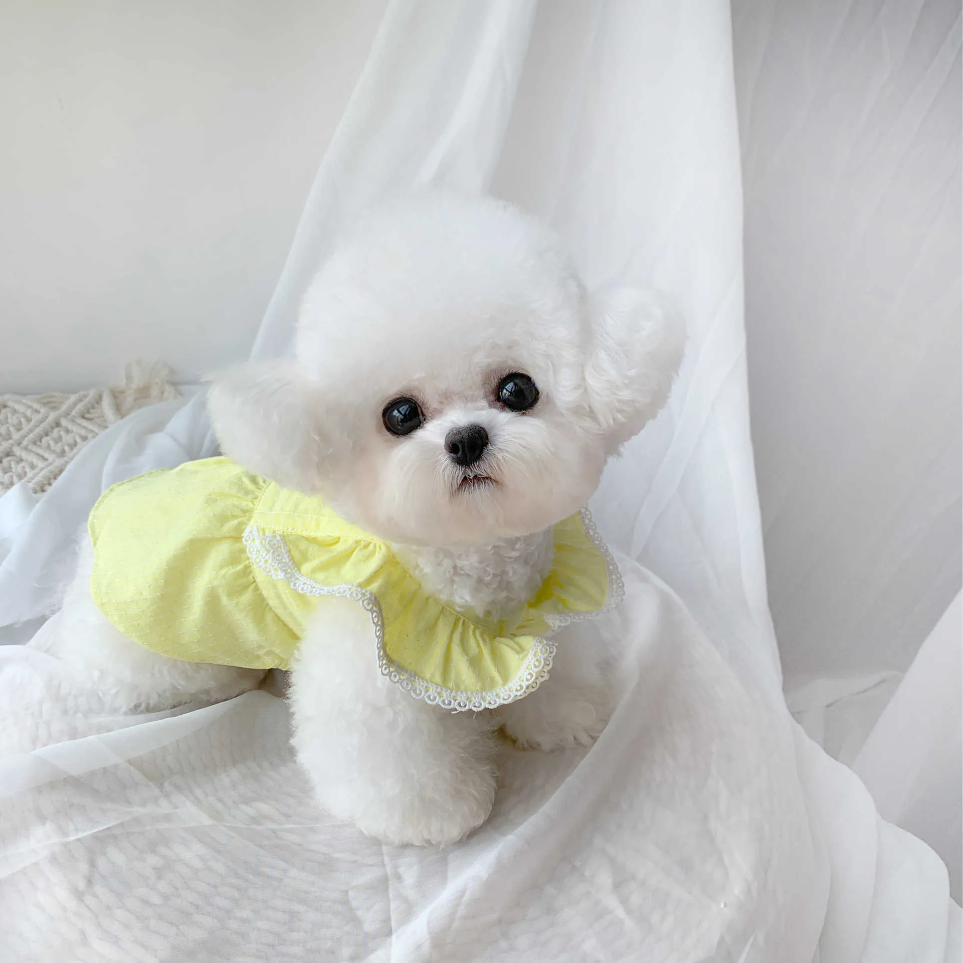 Teacup sales maltese clothes