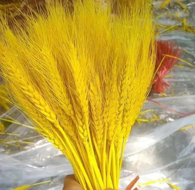 Hem Bord Bröllopsdekoration Blommor 60cm Torkad vete Sheaves 100st Naturliga Dry Wheats Stalks En del 100 stycken