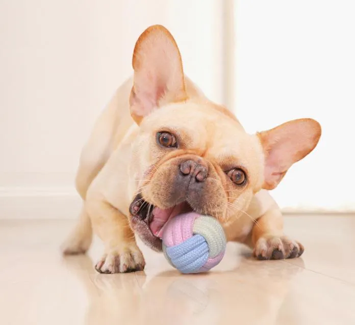 Giocattolo per cani Forniture per animali domestici Corda di cotone blu polvere Nodo Giocattoli Combinazione Morso Interazione molare Cucciolo Dentizione