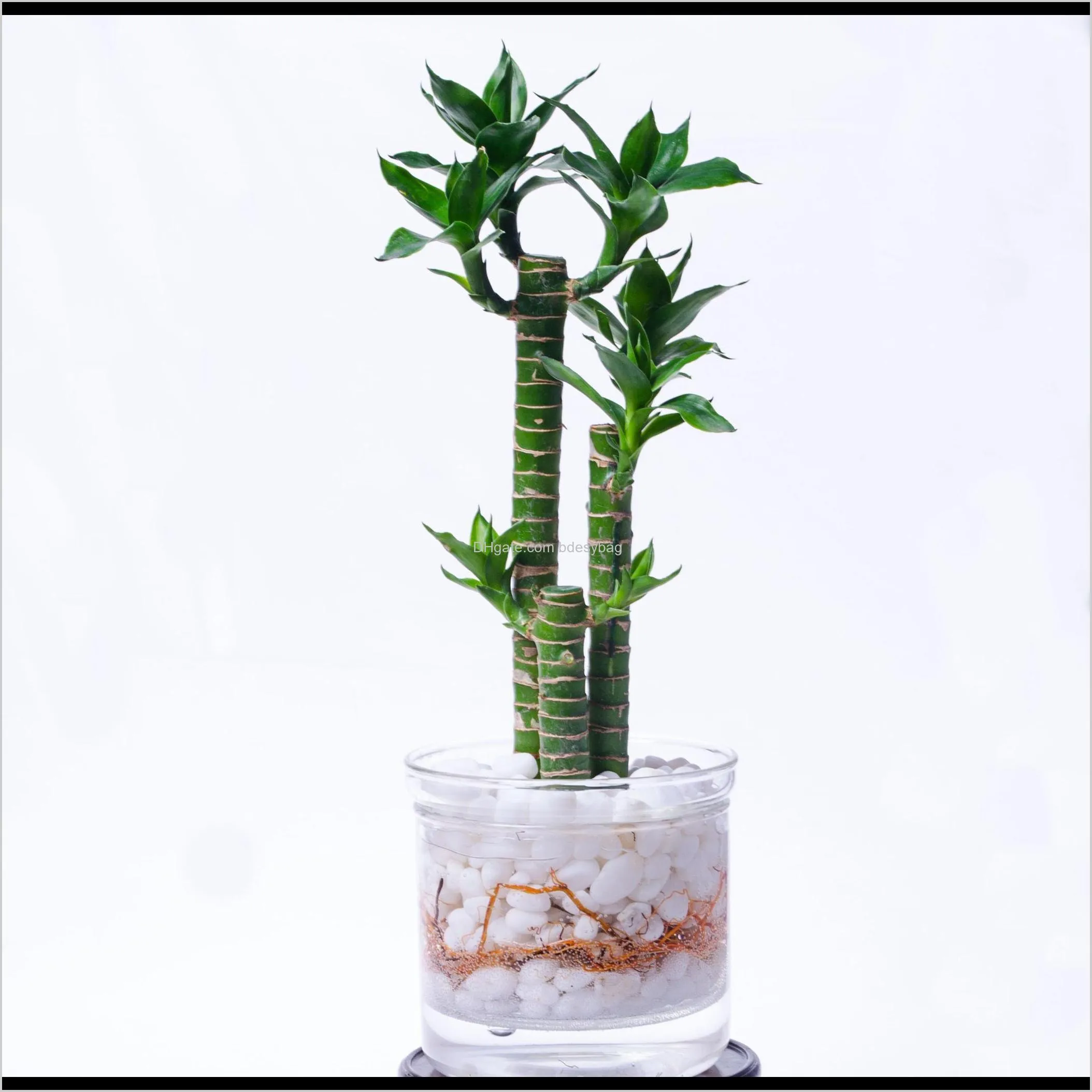 1x 400ml clear glass bowl garden planter vase flower pot with glass infuser home modern pot for green plant