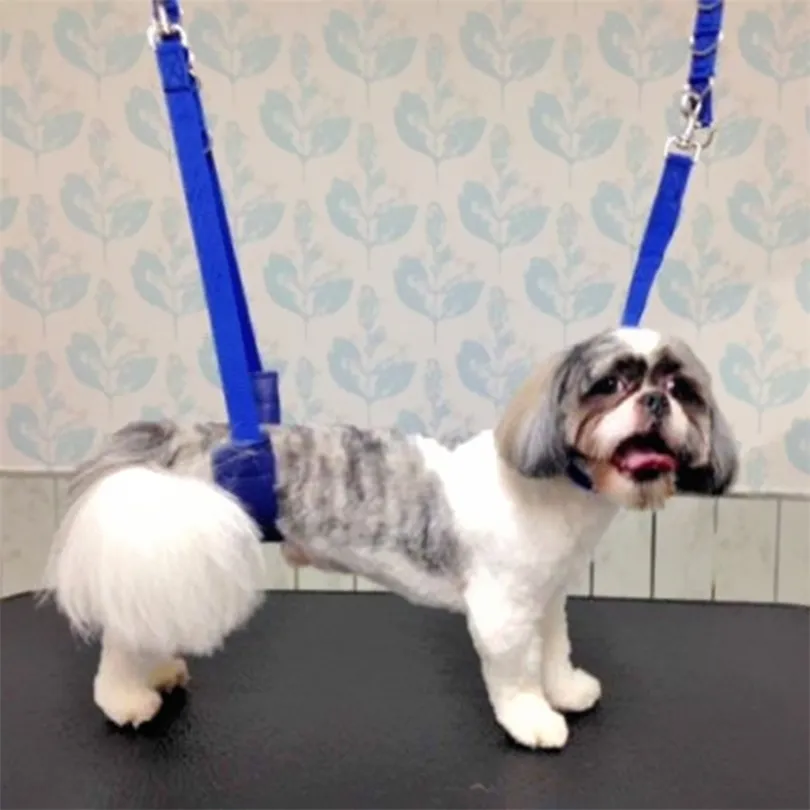 PET Malzemeleri Ayarlanabilir Köpek Bakım Oryantal Kayışı D-Yüzükler Mayo Ücretsiz Boyutu Çekiş Kemer Yaka Koşum 210911