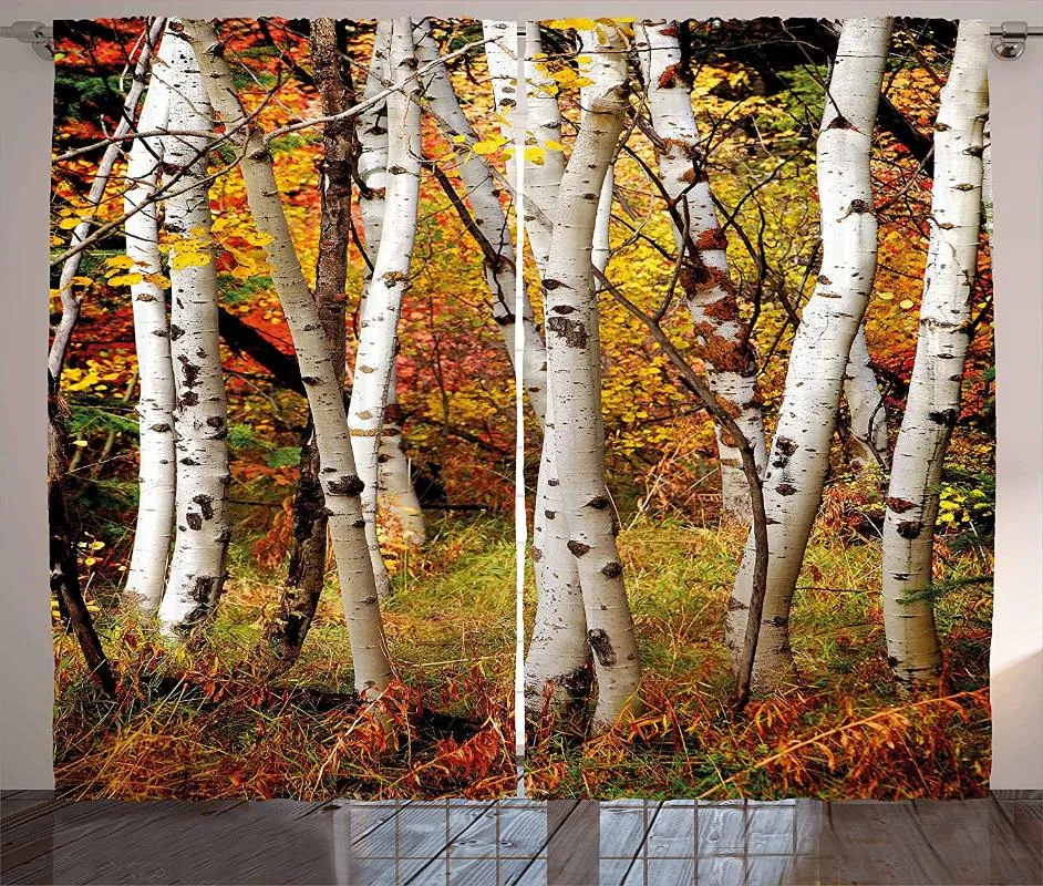 Rideaux décoratifs d'automne, bouleaux blancs avec feuilles d'automne, croissance, écologie sauvage, vue calme, fenêtre de salon