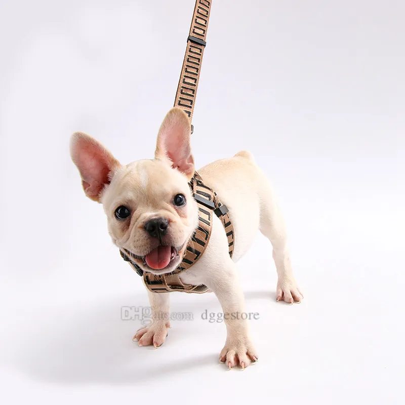 Designer best sale dog chain