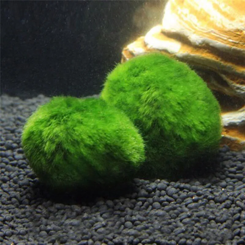 4pcs Aquarium Moss Balls,Live Aquarium Green Moss Decorative Ball for Fish Tank Ornaments Freshwater Terrarium Moss Decoration, Size: 4 cm