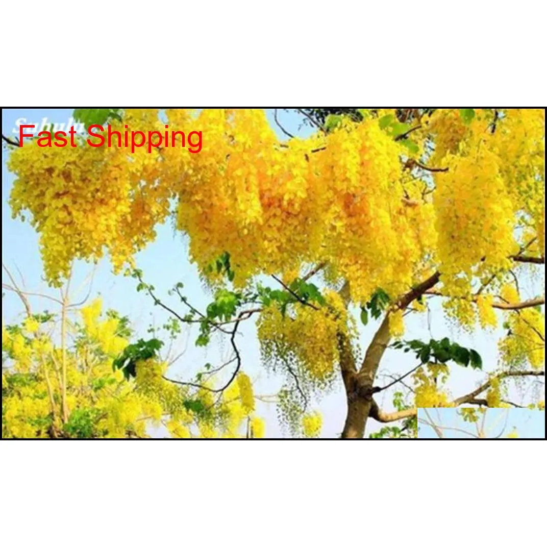 ужасный листолаз лягушка. жук божья коровка желтая. хризантема копикет еллоу. коты светло желтого окраса. желтый круглый фрукт.