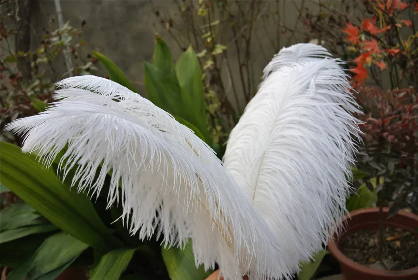 50Pcs/Lot White Ostrich Feathers for Crafts 15-70cm White Feather